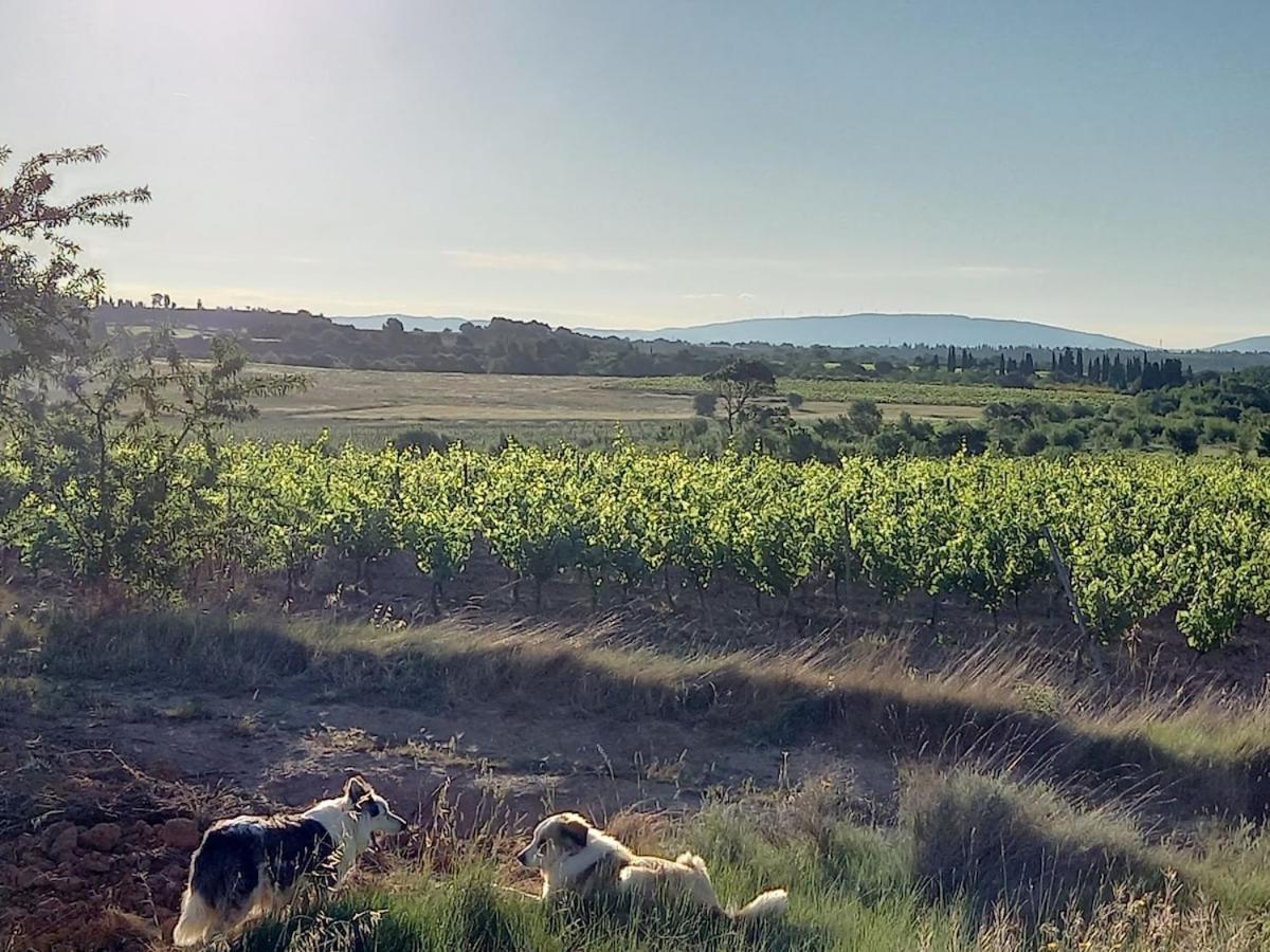 فيلا Domaine Saint Augustin Rieux-Minervois المظهر الخارجي الصورة