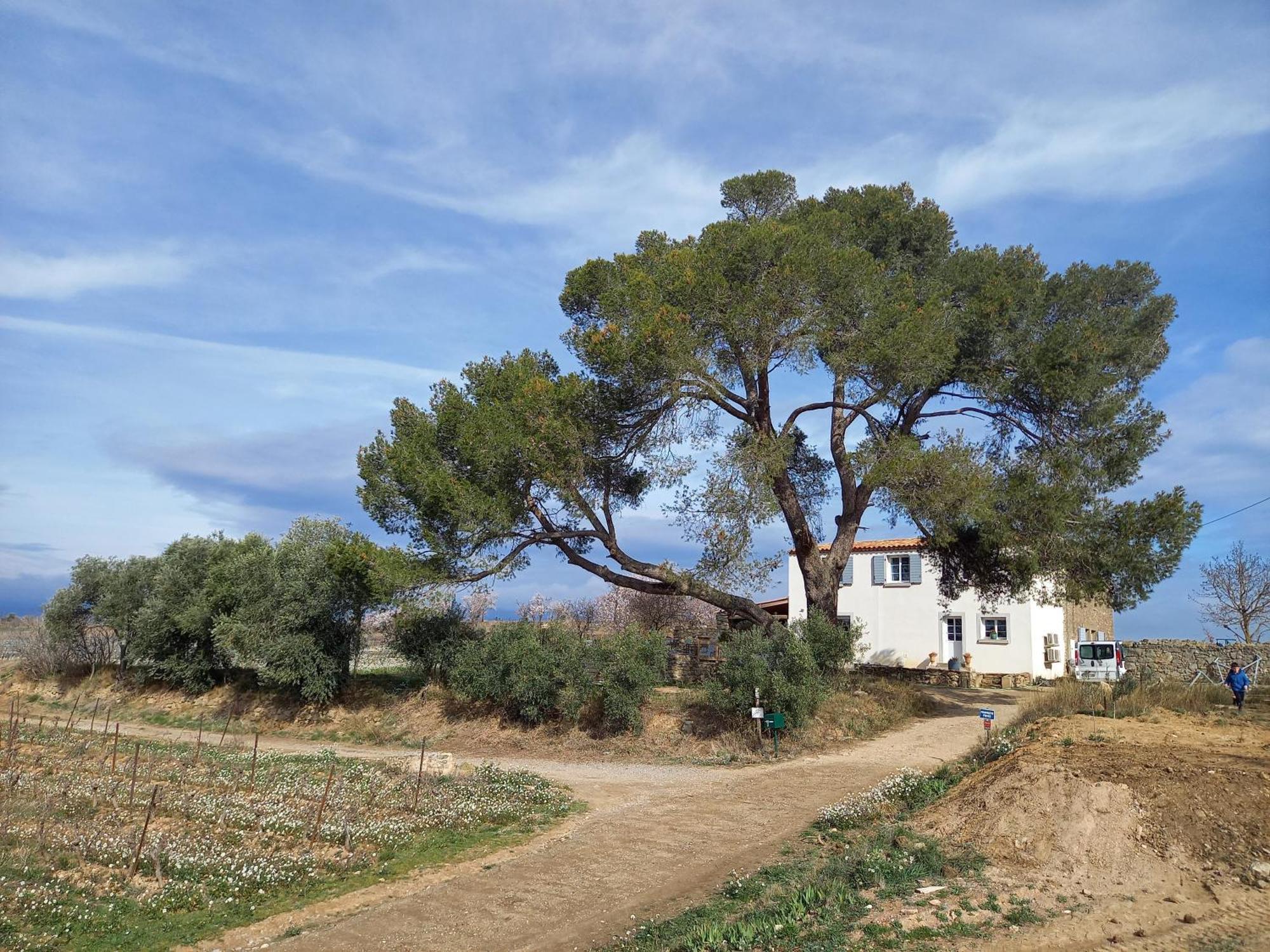 فيلا Domaine Saint Augustin Rieux-Minervois المظهر الخارجي الصورة